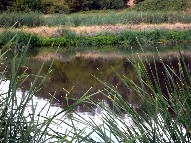 photo of pond 2