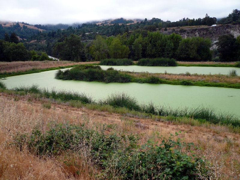 another photo of pond 3