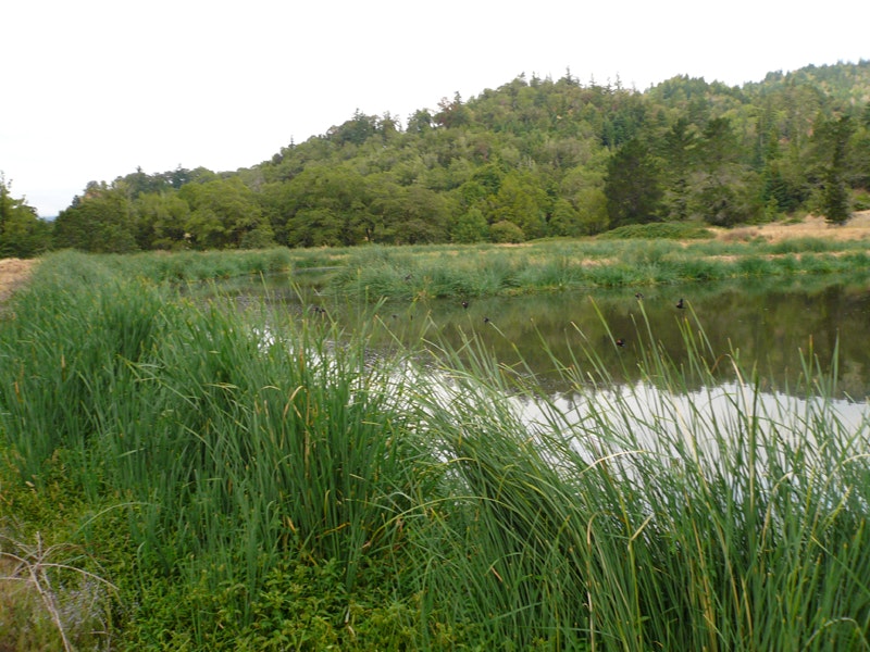 photo of pond 2 including several red winged blackbirds