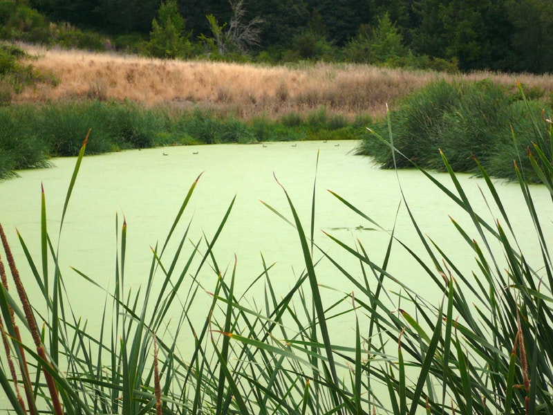 another photo of pond 3 including several mud hens