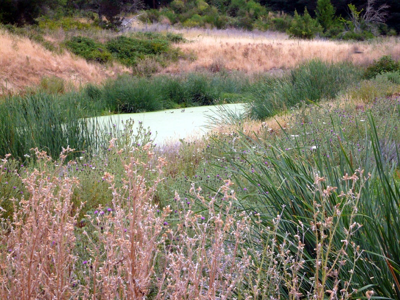 photo of pond 3 including a brood of ducks