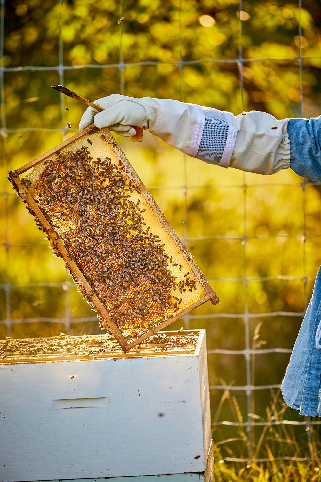 A beekeeper inspecting a honeycomb frame from a beehive, surrounded by bees and warm sunlight.
