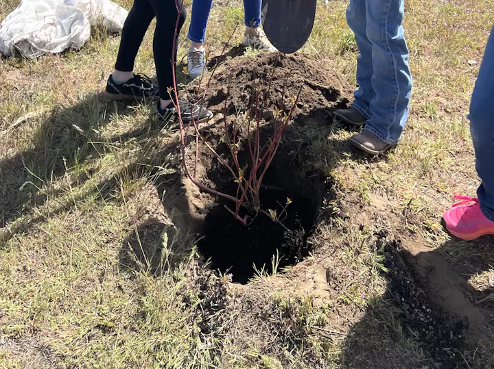 A group is planting a small plant in a dug hole on grass, with several people participating.