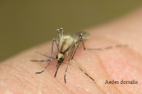 A close-up of a mosquito labeled "Aedes dorsalis" on human skin.