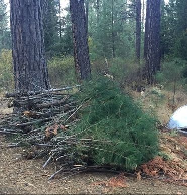 May contain: vegetation, plant, tree, woodland, outdoors, forest, land, nature, bush, grove, and conifer