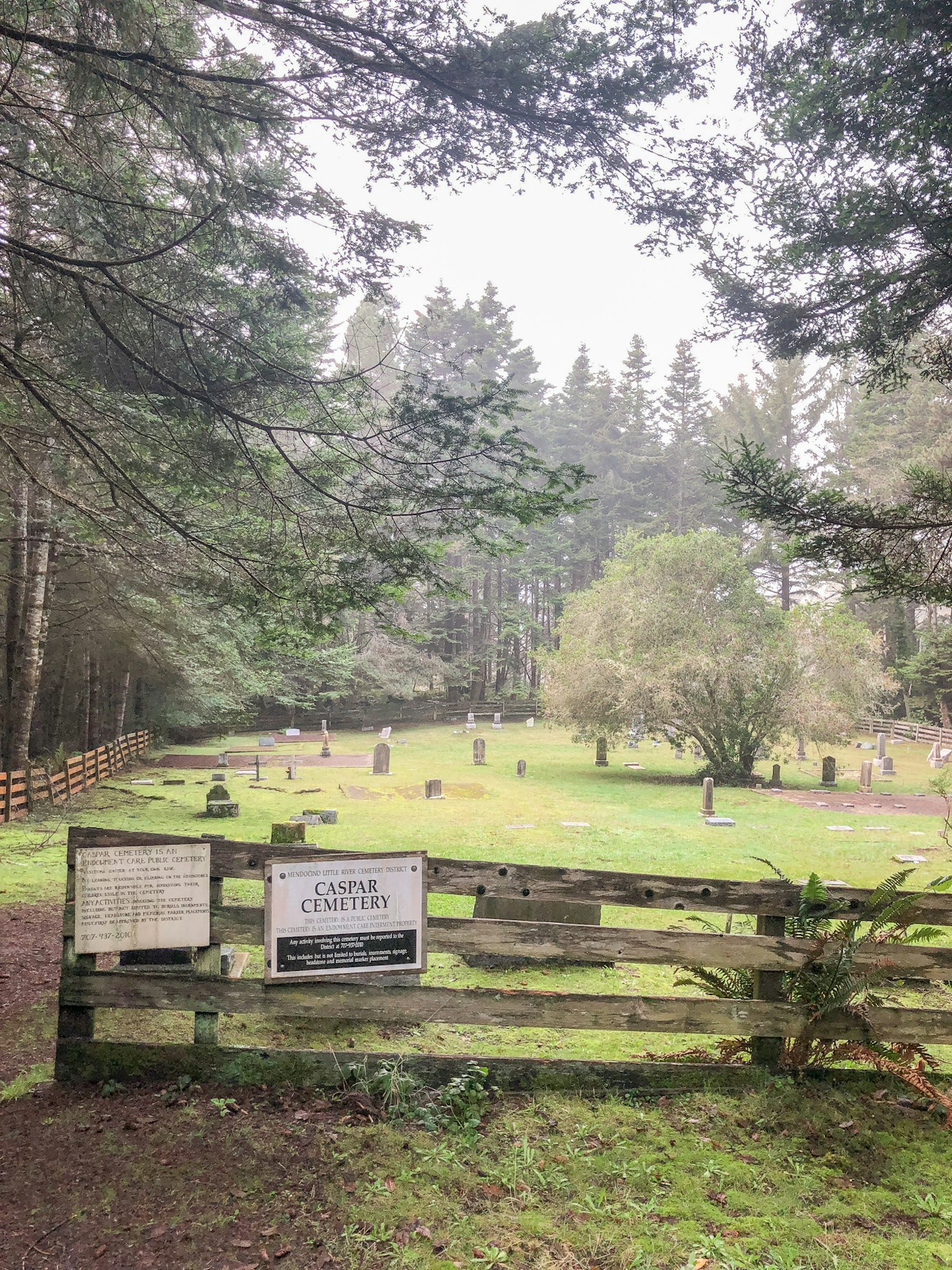 May contain: tree, plant, fir, abies, and outdoors