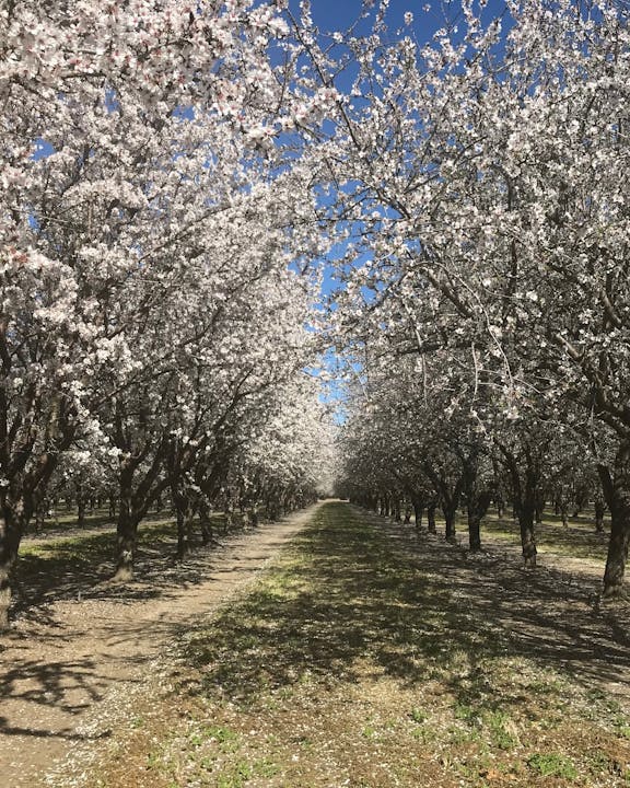 A beautiful almond orchard in full bloom, featuring rows of blossoming trees against a clear blue sky.
