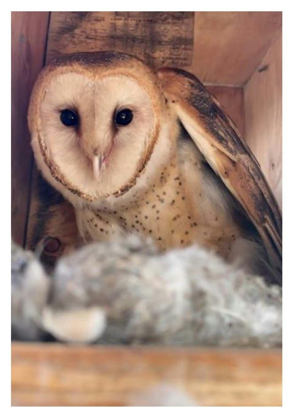 A close-up of a barn owl in a wooden box, with its large eyes and distinctive heart-shaped face, surrounded by soft material.