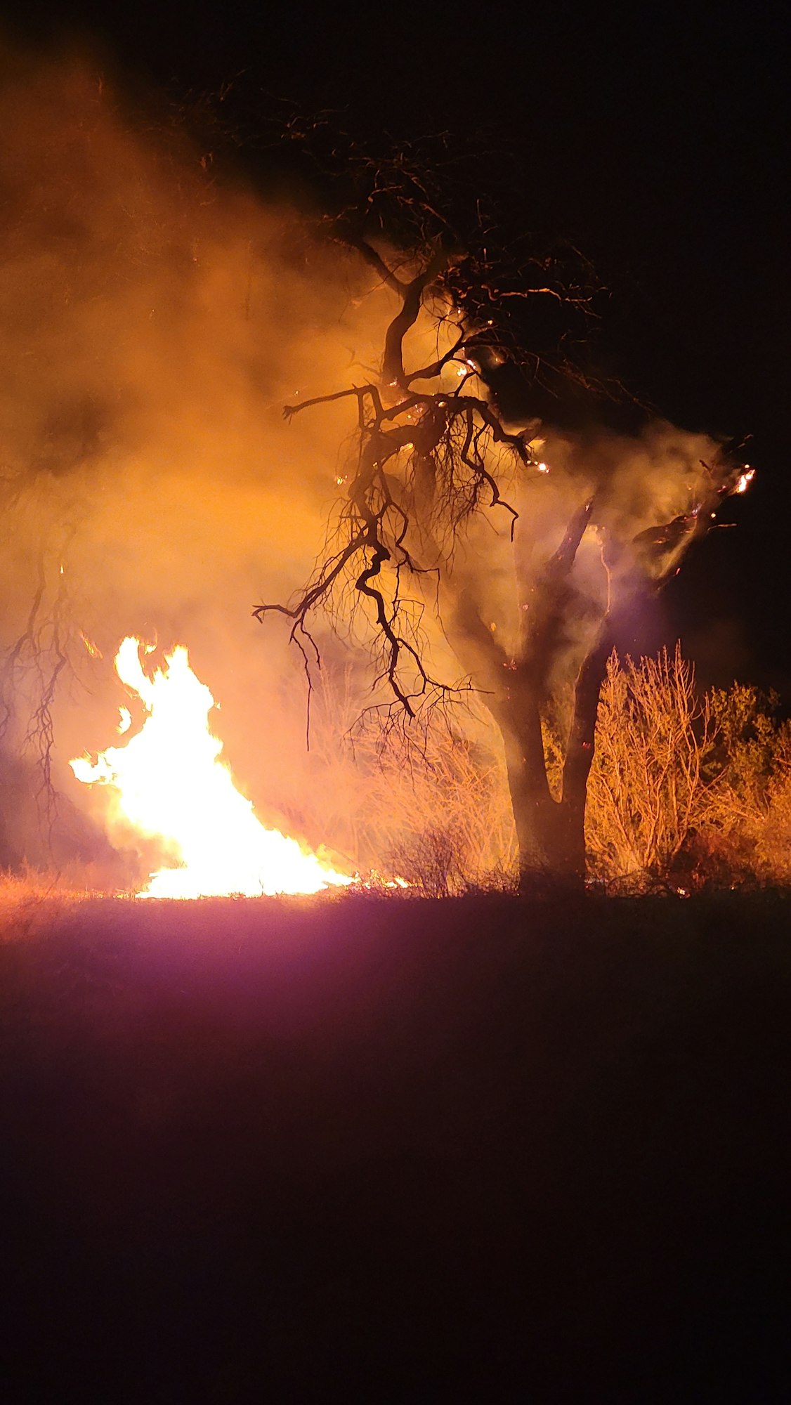 A large fire engulfing tree branches at night, with visible flames and smoke.