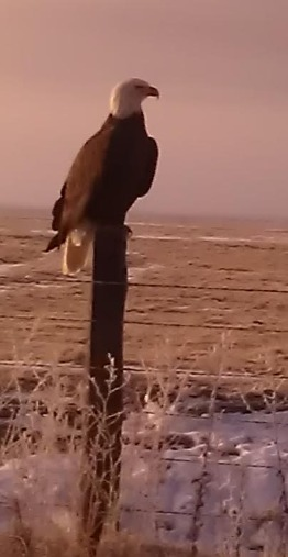 May contain: animal, bird, and eagle