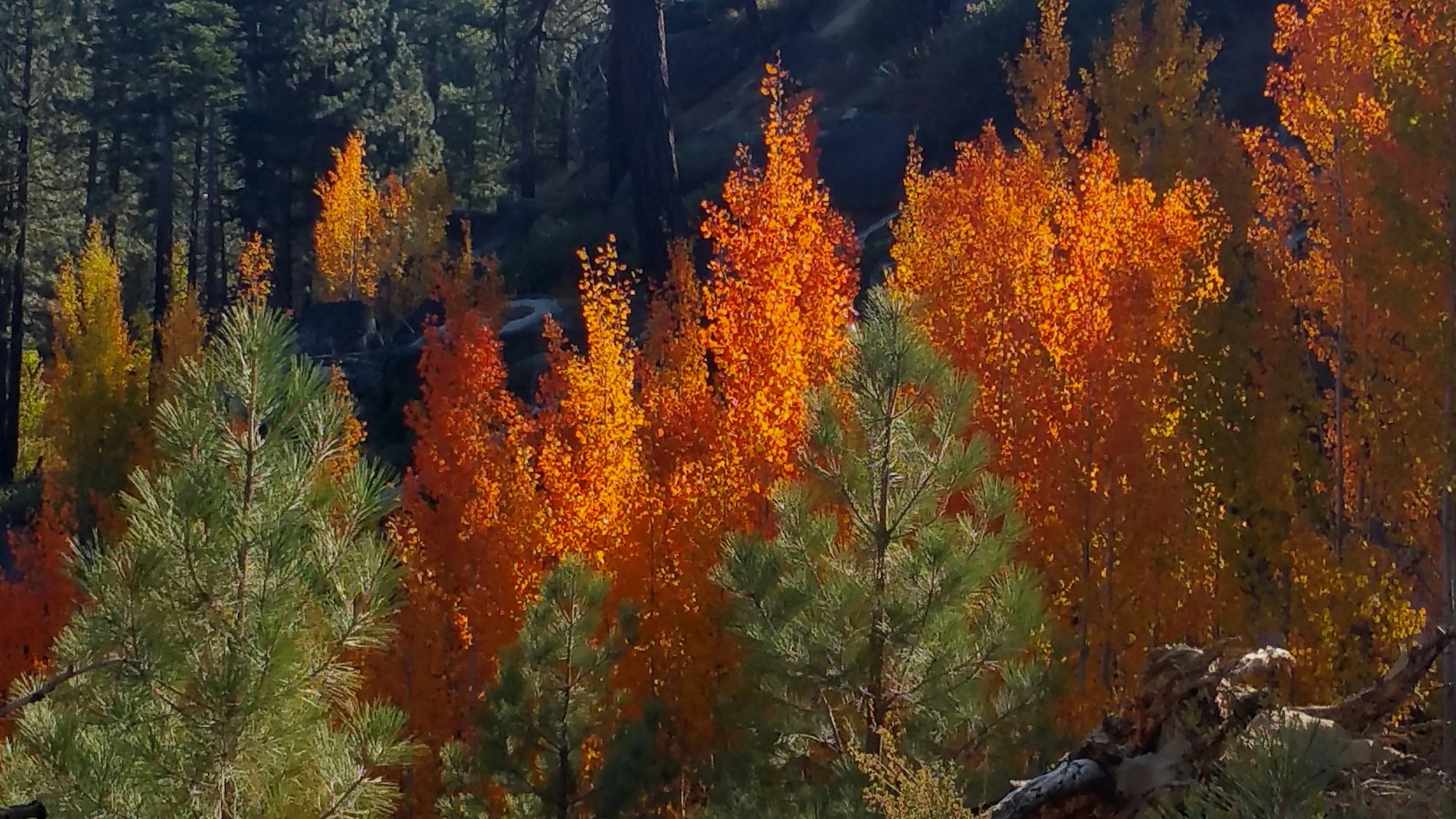 May contain: tree, plant, fir, and abies