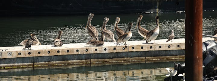 Pelicans on Dock