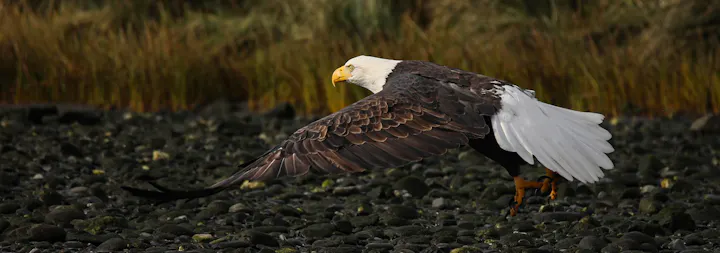 American Eagle Soaring