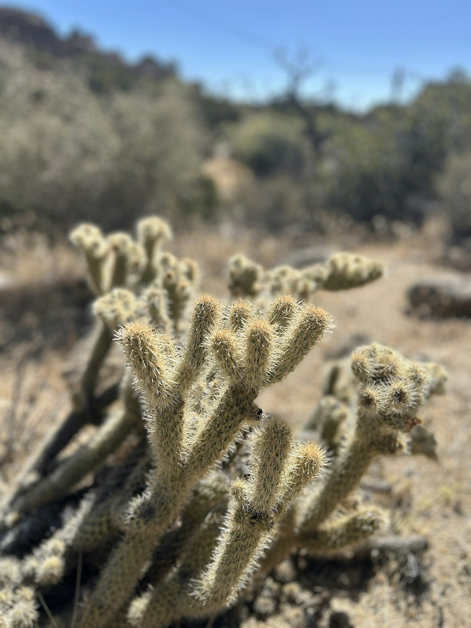 A close-up of a cactus with spiky branches in a desert landscape under a clear blue sky.