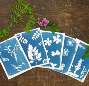 The image features several cyanotype prints of plants arranged on a wooden surface, surrounded by green leaves and a flower.