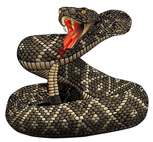 A coiled rattlesnake with its mouth open and fangs exposed, ready to strike.