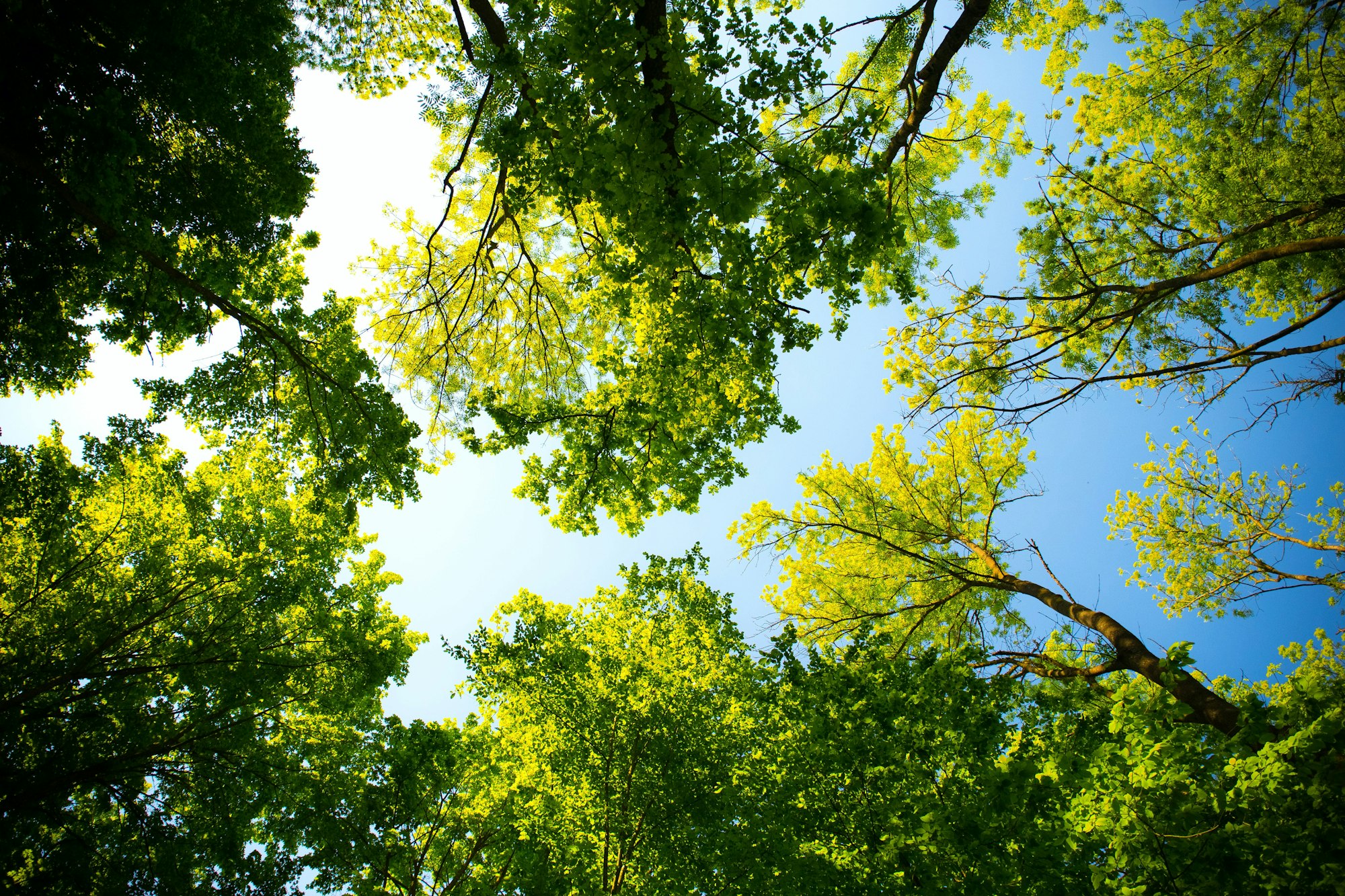 a view of the sky with tree branches in the frame