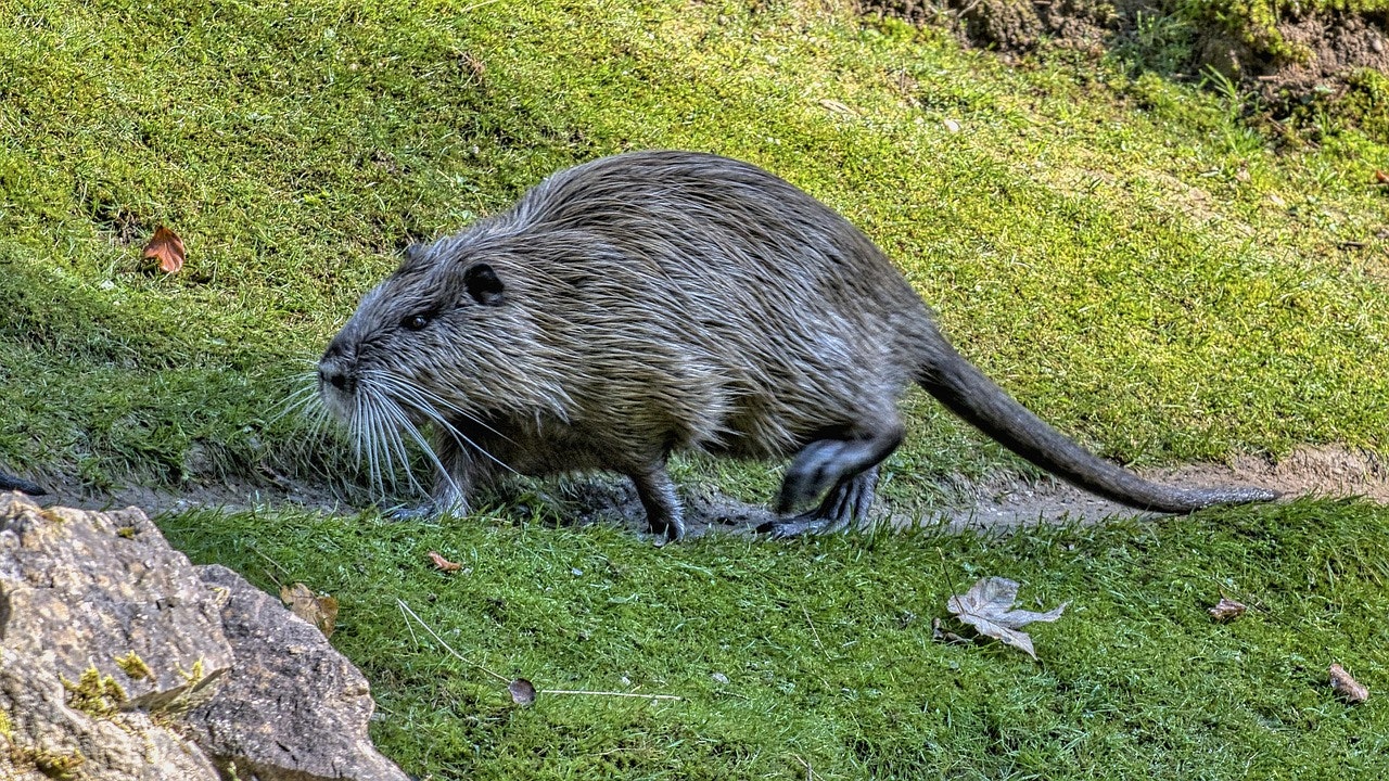 A nutria walking on grass.