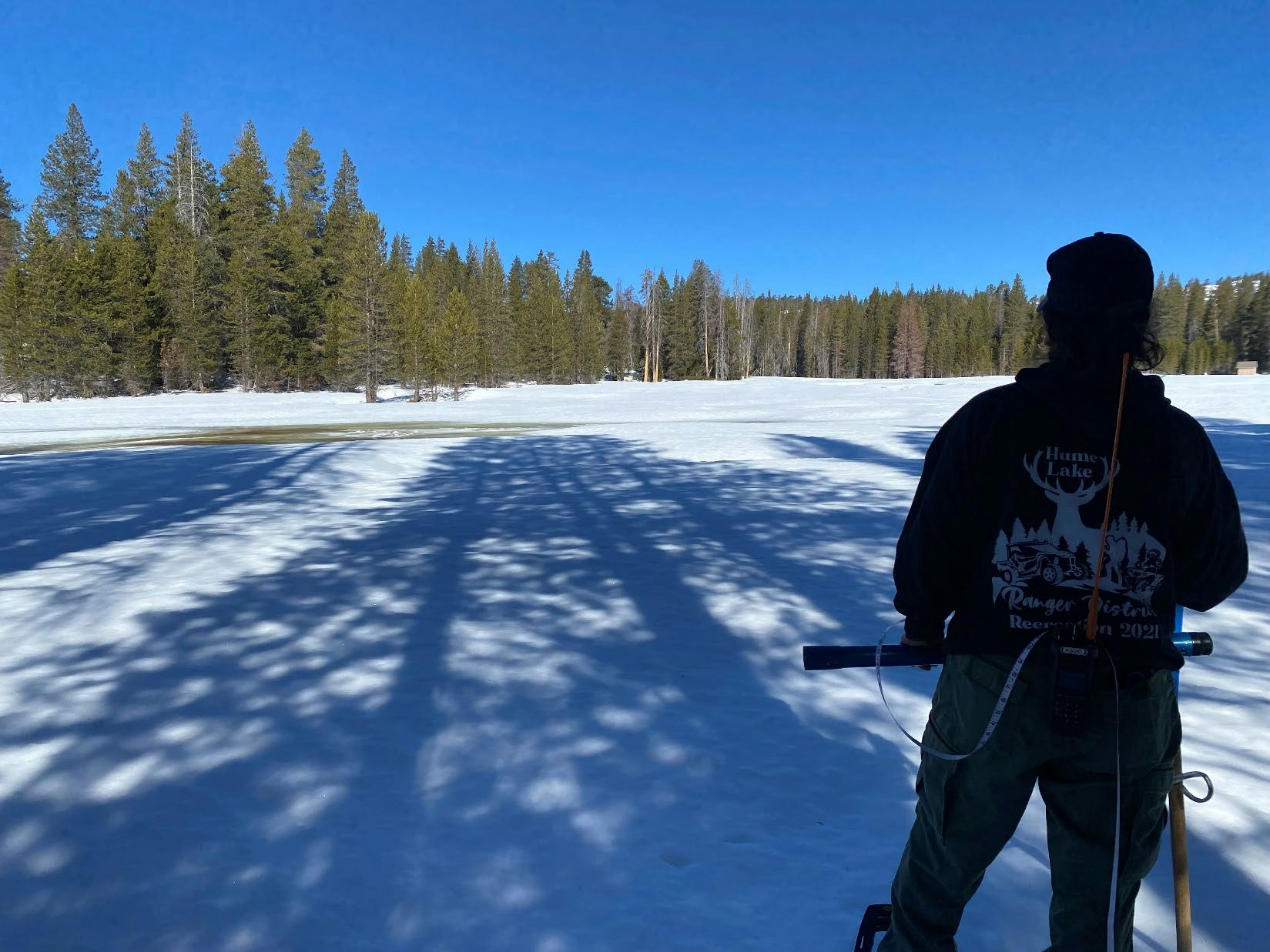 A person stands on snow-covered ground measuring the snowpack, facing a forest of tall pine trees under a clear blue sky.