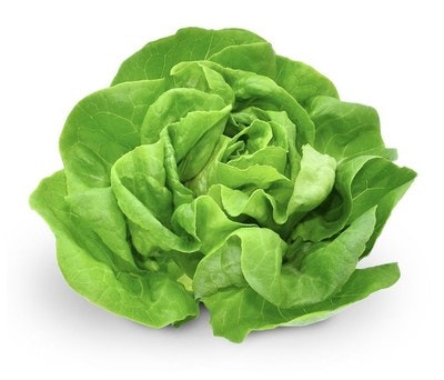 A fresh head of green leafy lettuce.