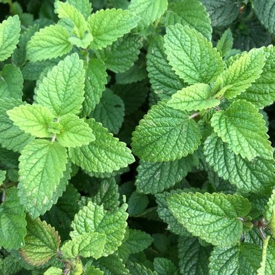 Green mint leaves with a textured surface.