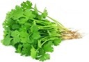A bunch of fresh cilantro with leafy green tops and visible roots.