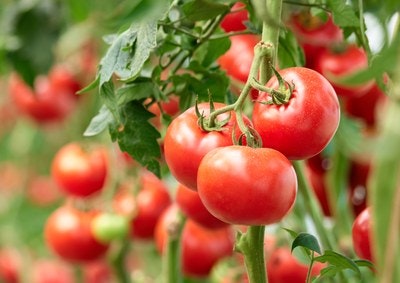 Ripe red tomatoes hanging on the vine in a garden.