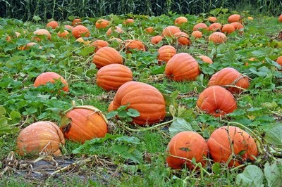 A field filled with large, orange pumpkins surrounded by green leaves and grass.