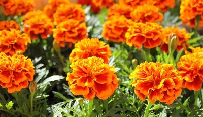 Bright orange marigold flowers with green leaves in sunlight.