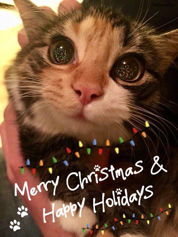 A cute cat with holiday lights around its neck, wishing everyone a Merry Christmas and Happy Holidays.