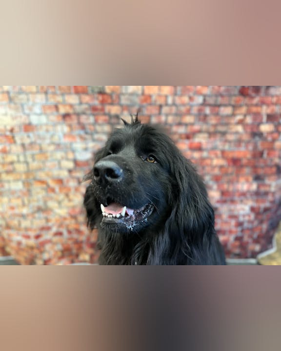 A black dog with a shiny coat in front of a brick wall.