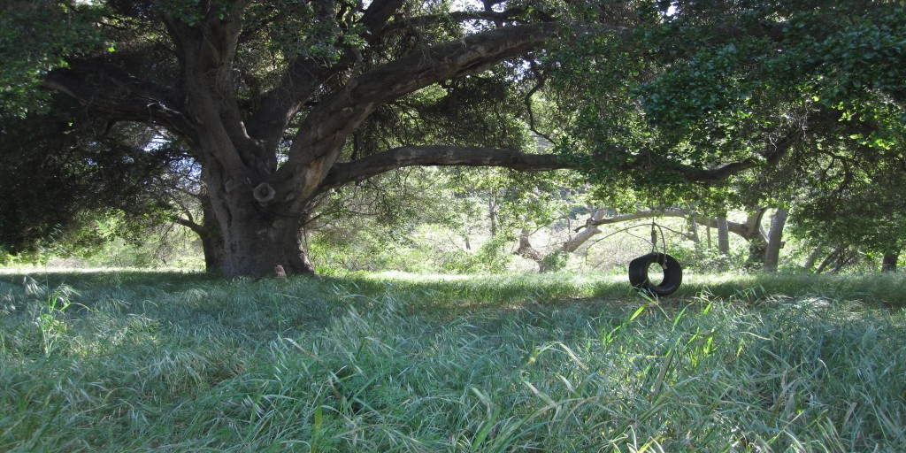 May contain: grove, land, nature, outdoors, plant, tree, vegetation, woodland, oak, grass, jungle, tree trunk, park, field, grassland, sycamore, countryside, farm, pasture, rural, rainforest, machine, and wheel
