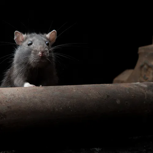 A close-up of a dark-furred rodent with large eyes, looking curiously from a rusty pipe against a dark background.