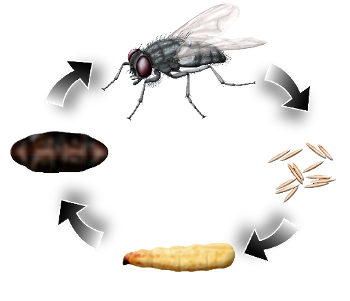 May contain: invertebrate, insect, and animal