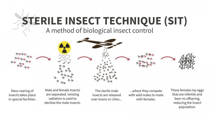 Sterile Insect Technique (SIT) Process