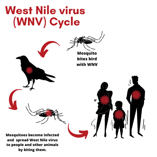 West Nile Virus Transmission Cycle: Mosquito to Bird to Mosquito to Person