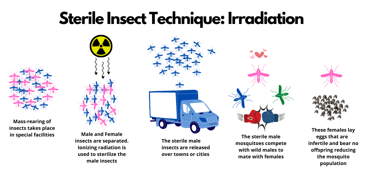 Process of Irradiating Male Mosquitoes for Mosquito Control