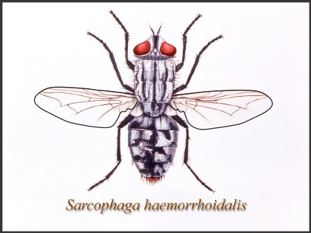 May contain: asilidae, animal, invertebrate, insect, fly, spider, and arachnid