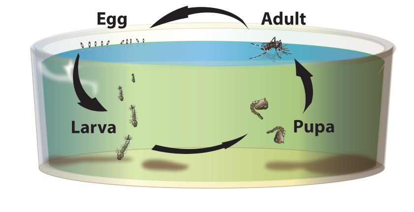 Mosquito life cycle