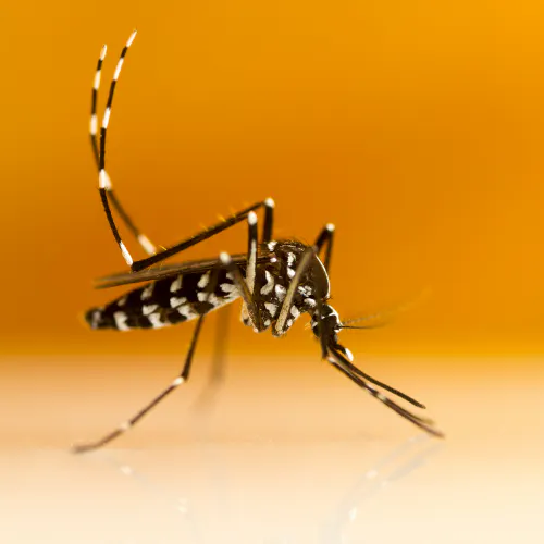 The image showcases a close-up of a mosquito, highlighting its distinctive black and white stripes against a soft background.