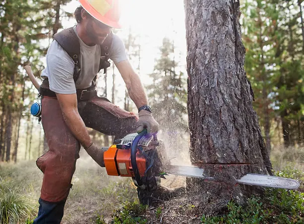 A person using a chainsaw to cut down a tree in a forested area, wearing safety gear and focused on the task.