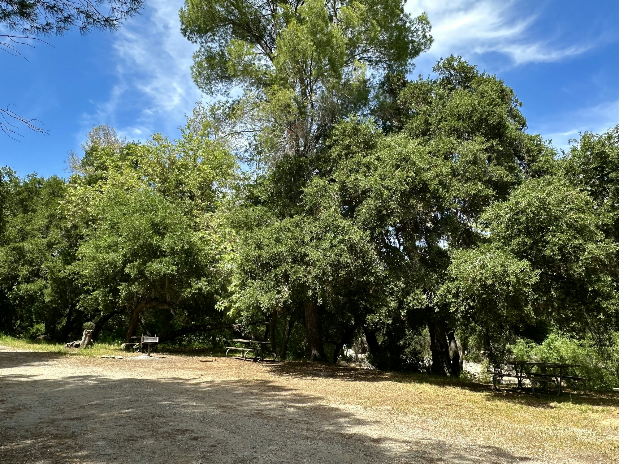 A picnic area with benches and a grill under trees, surrounded by a sunny, grassy landscape and a blue sky.