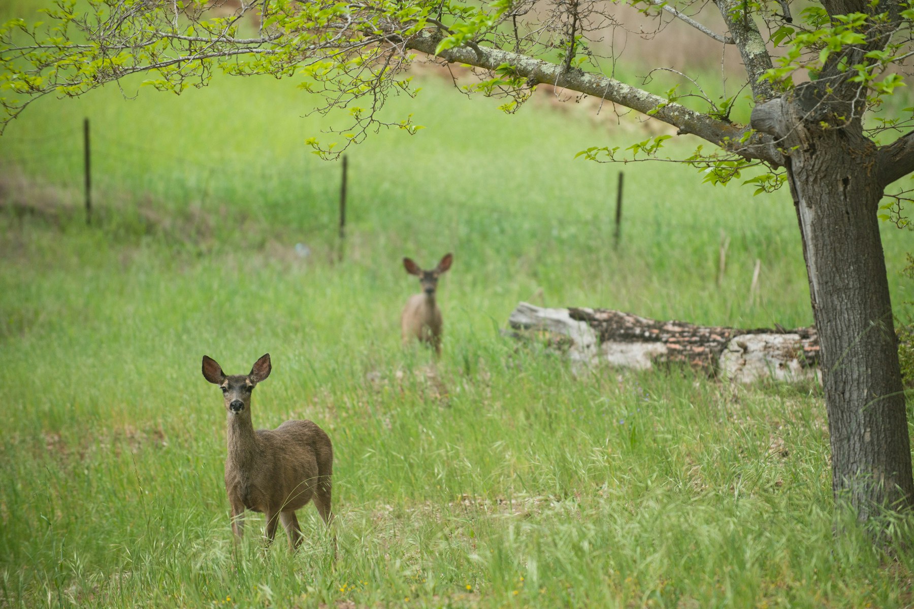 Two deer standing in a grassy field with trees.