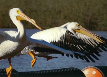 May contain: animal, bird, waterfowl, and pelican