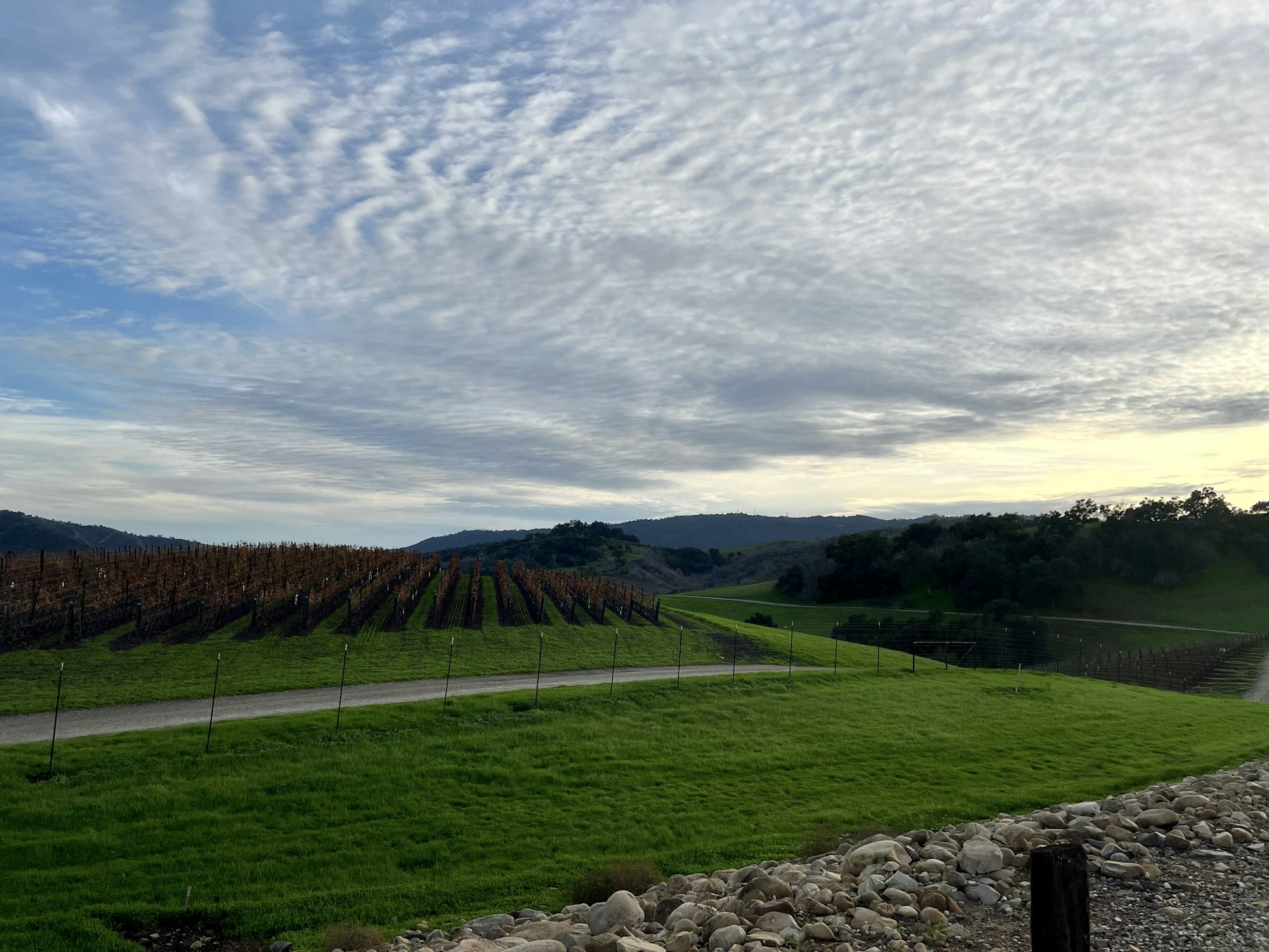 A scenic vineyard landscape with rows of grapevines, green grass, rocky foreground, and cloudy sky.