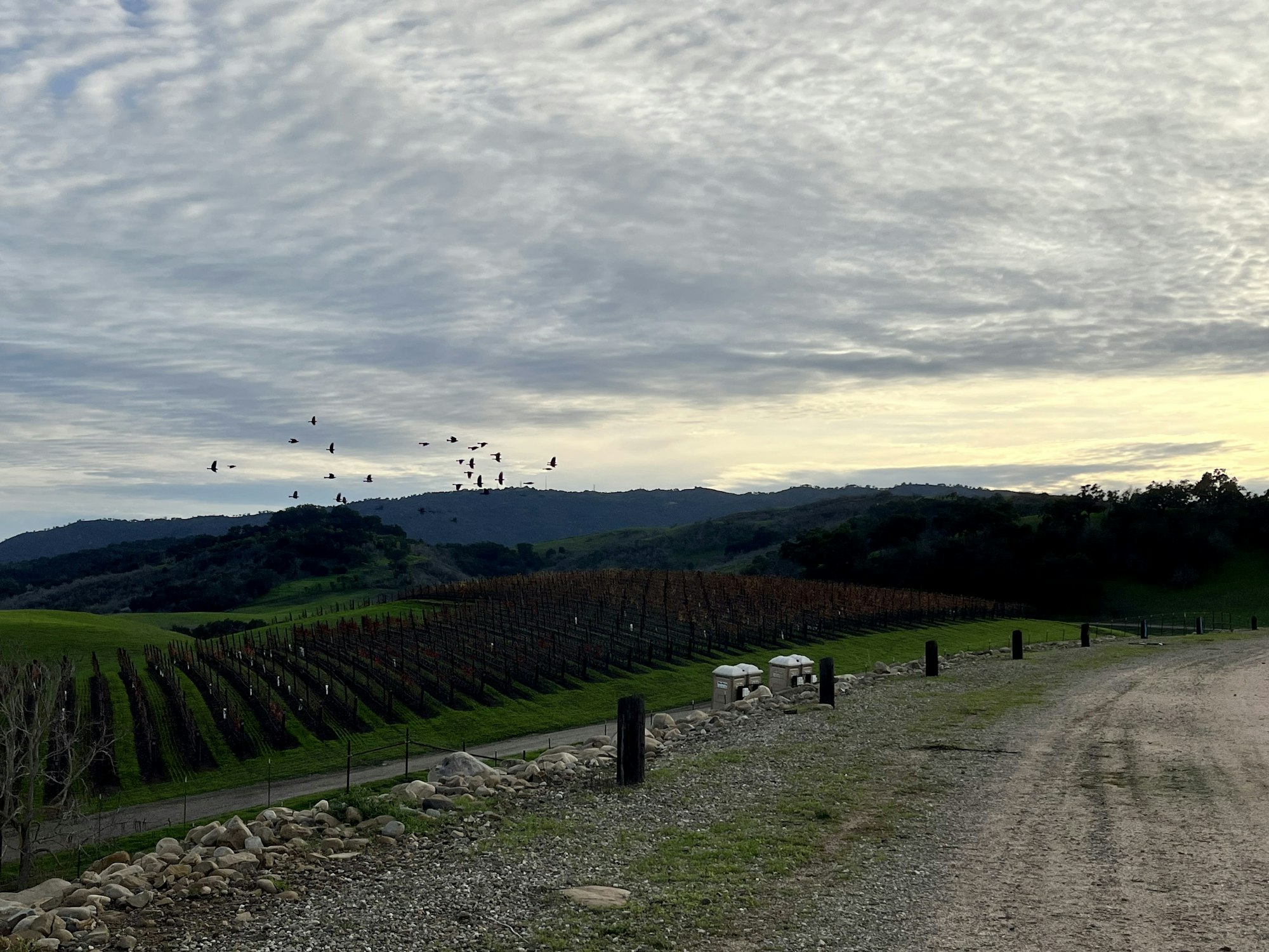 A flock of birds flying over a scenic vineyard landscape with hills and a cloudy sky.
