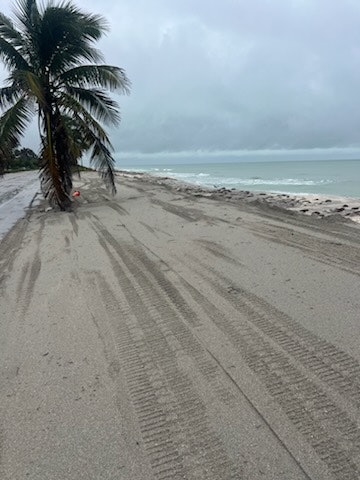 A sandy beach with tire tracks, a leaning palm tree, and cloudy skies above the ocean.