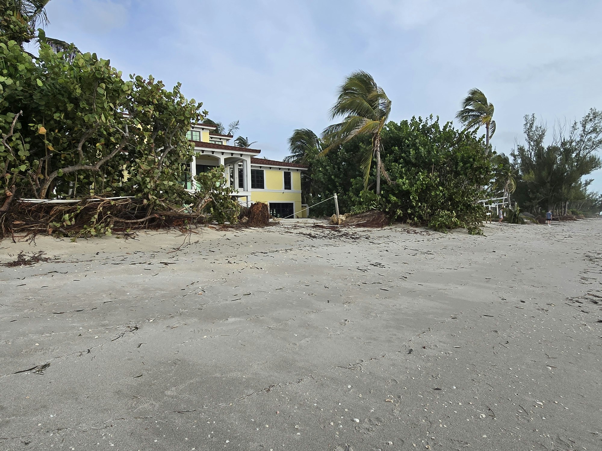 A beach with uprooted trees, a house in the background, and two people in the distance.