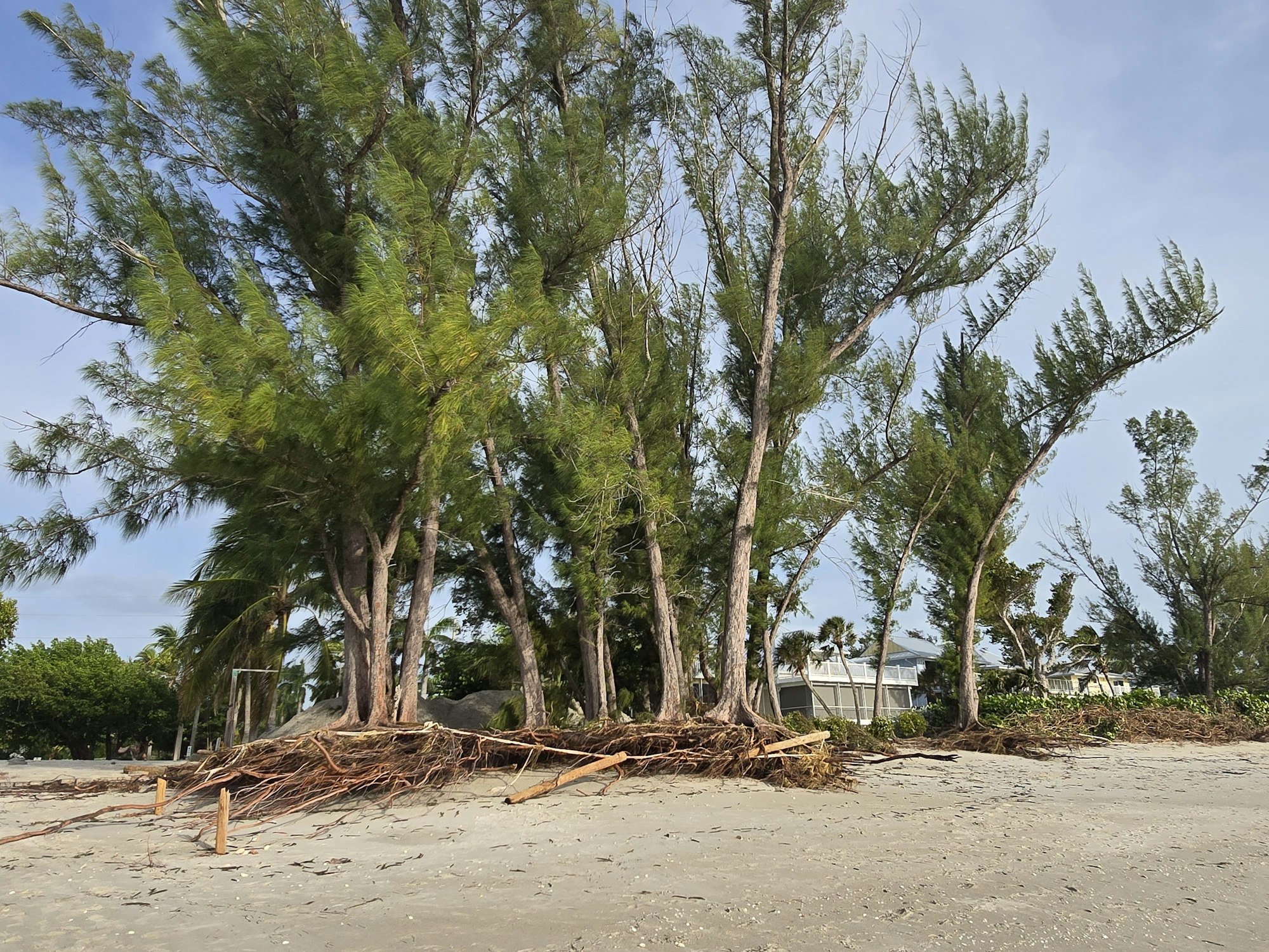 Casuarina trees on a beachfront with visible debris, reflecting possible post-storm conditions.