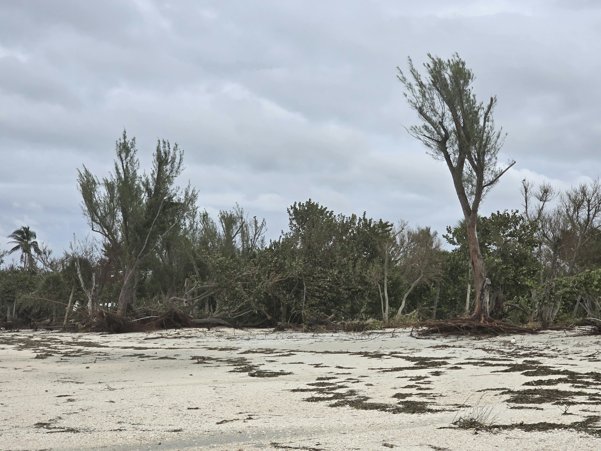 A beach scene with overturned trees and cloudy skies, suggesting storm damage.